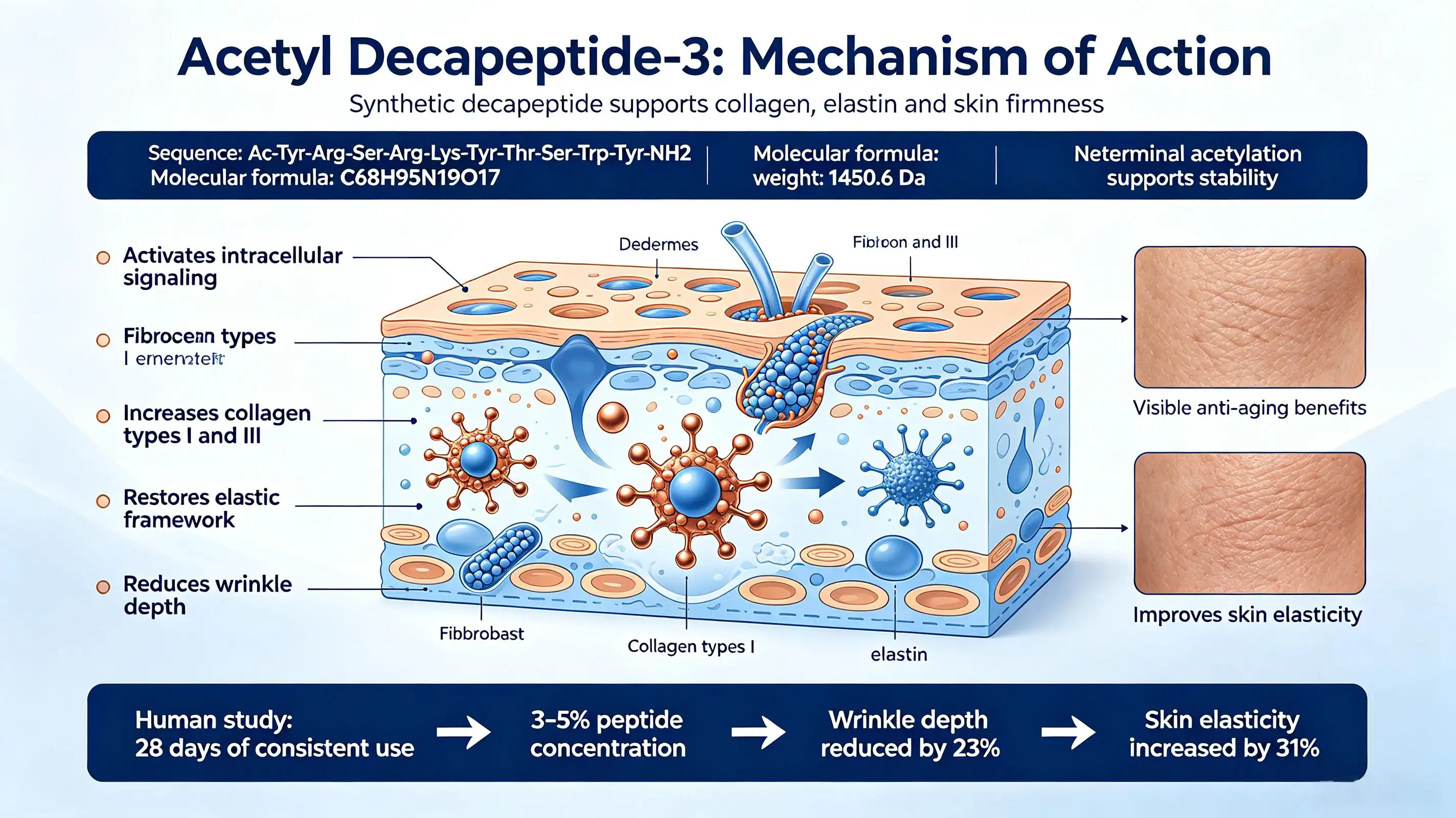 Peptide Power: How Acetyl Decapeptide-3 Fights Wrinkles Peptide Power: How Acetyl Decapeptide-3 Fights Wrinkles